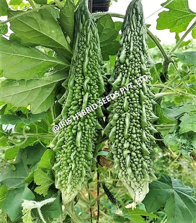 IRIS HYBRID JYOTI BITTER GOURD SEEDS