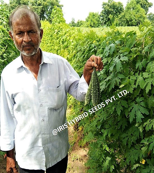 IRIS HYBRID JYOTI BITTER GOURD SEEDS