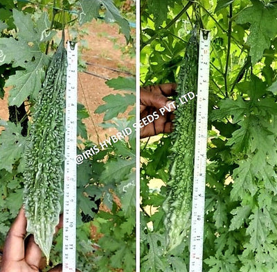 IRIS HYBRID JYOTI BITTER GOURD SEEDS