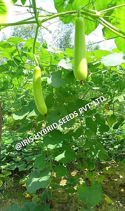 IRIS HYBRID VEGETABLE SEEDS F1 HYBRID BOTTLE GOURD HAZARI-04 (LONG)