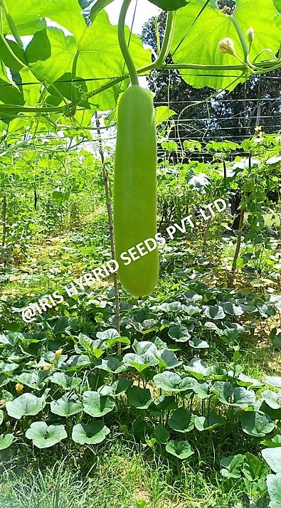 IRIS HYBRID VEGETABLE SEEDS F1 HYBRID BOTTLE GOURD HAZARI-04 (LONG)