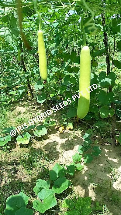 IRIS HYBRID VEGETABLE SEEDS F1 HYBRID BOTTLE GOURD HAZARI-04 (LONG)