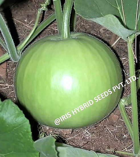 IRIS HYBRID VEGETABLE SEEDS F1 HYBRID BOTTLE GOURD MUMTAJ (ROUND)