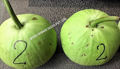 IRIS HYBRID VEGETABLE SEEDS F1 HYBRID BOTTLE GOURD MUMTAJ (ROUND)