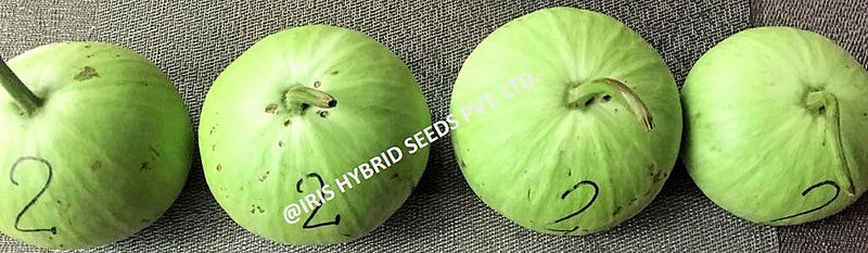 IRIS HYBRID VEGETABLE SEEDS F1 HYBRID BOTTLE GOURD MUMTAJ (ROUND)