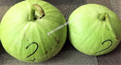 IRIS HYBRID VEGETABLE SEEDS F1 HYBRID BOTTLE GOURD MUMTAJ (ROUND)