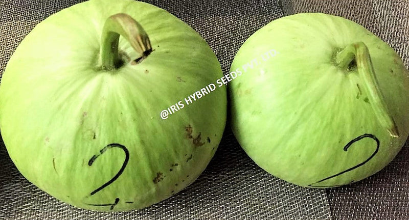 IRIS HYBRID VEGETABLE SEEDS F1 HYBRID BOTTLE GOURD MUMTAJ (ROUND)