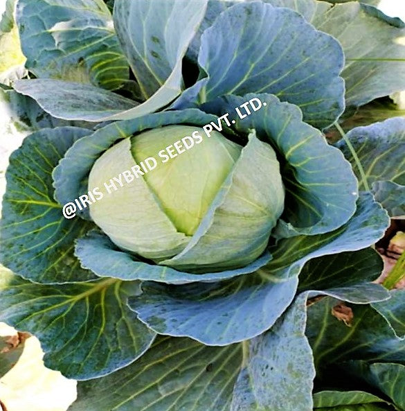 IRIS HYBRID VEGETABLE SEEDS F1 HYBRID CABBAGE IHS-801