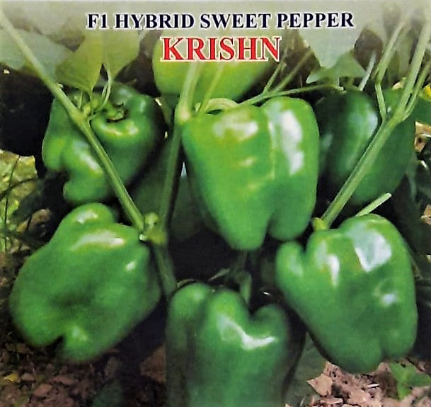 IRIS HYBRID GREEN CAPSICUM - KRISHN