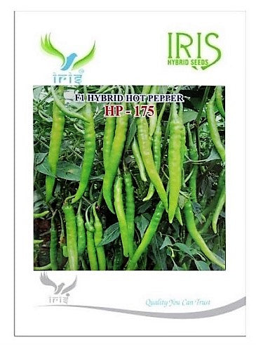 IRIS HYBRID VEGETABLE SEEDS HOT PEPPER (CHILLI) HP-175