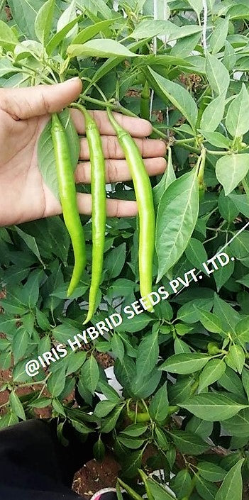 IRIS HYBRID VEGETABLE SEEDS HOT PEPPER (CHILLI) HP-175