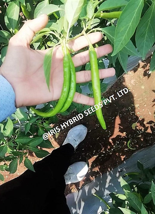 IRIS HYBRID VEGETABLE SEEDS HOT PEPPER (CHILLI) HP-175