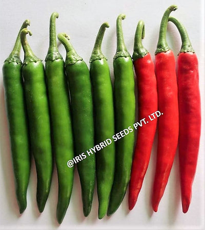 IRIS HYBRID VEGETABLE SEEDS F1 HYBRID HOT PEPPER (CHILLI) IHS-2454