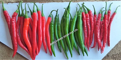 IRIS HYBRID VEGETABLE SEEDS F1 HYBRID HOT PEPPER (CHILLI) IHS-2454