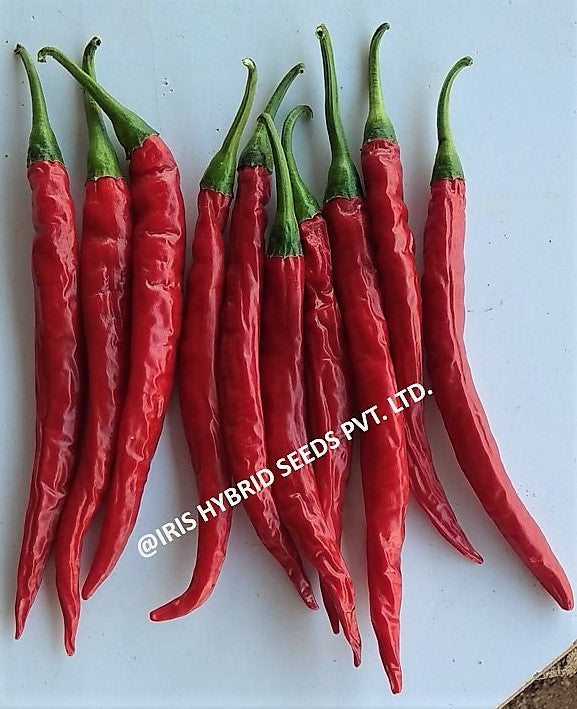 IRIS HYBRID VEGETABLE SEEDS F1 HYBRID HOT PEPPER (CHILLI) IHS-2454