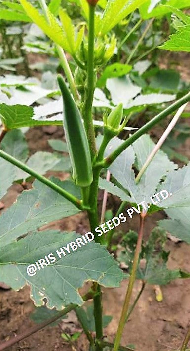 IRIS HYBRID VEGETABLE SEEDS OKRA(BHINDI) RASIKA