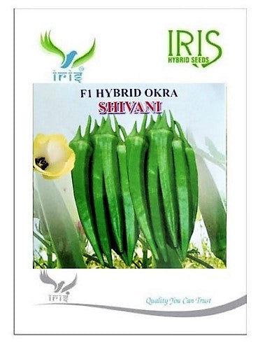 IRIS HYBRID VEGETABLE SEEDS F1 HYBRID OKRA(BHINDI) SHIVANI