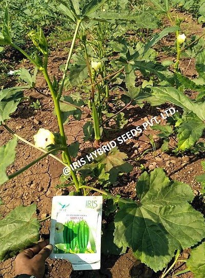 IRIS HYBRID VEGETABLE SEEDS F1 HYBRID OKRA(BHINDI) SHIVANI