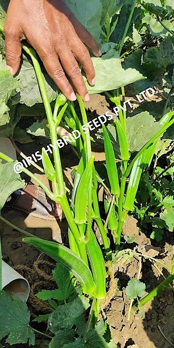 IRIS HYBRID VEGETABLE SEEDS F1 HYBRID OKRA(BHINDI) SHIVANI