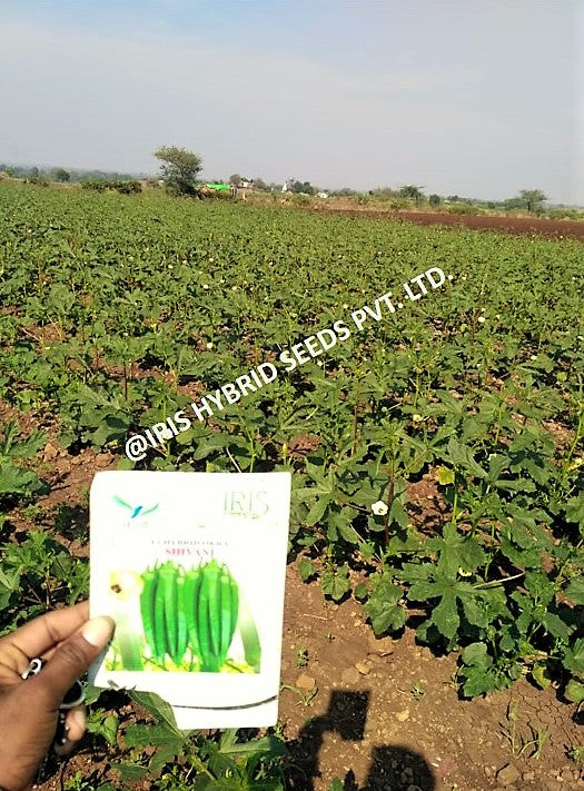 IRIS HYBRID VEGETABLE SEEDS F1 HYBRID OKRA(BHINDI) SHIVANI