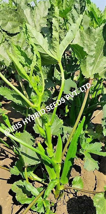 IRIS HYBRID VEGETABLE SEEDS F1 HYBRID OKRA(BHINDI) SHIVANI