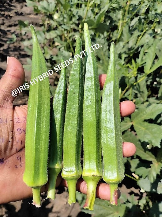 IRIS HYBRID VEGETABLE SEEDS F1 HYBRID OKRA(BHINDI) SHIVANI