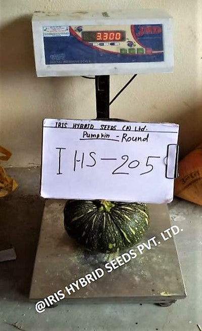 IRIS HYBRID VEGETABLE SEEDS F1 HYBRID PUMPKIN IHS-205