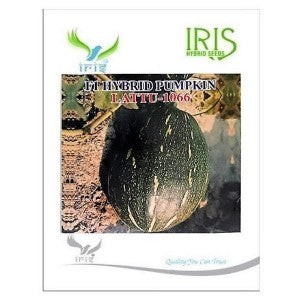 IRIS HYBRID VEGETABLE SEEDS F1 HYBRID PUMPKIN LATTU-1066 (OBLONG)