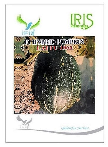 IRIS HYBRID VEGETABLE SEEDS F1 HYBRID PUMPKIN LATTU-1066 (OBLONG)