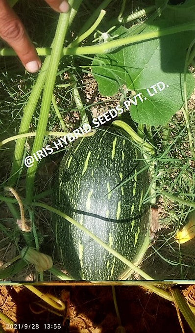 IRIS HYBRID VEGETABLE SEEDS F1 HYBRID PUMPKIN LATTU-1066 (OBLONG)