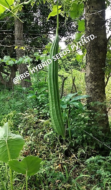 IRIS SUPER MAX RIDGE GOURD SEEDS