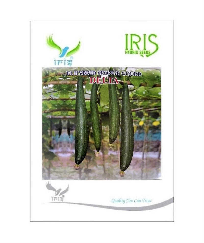 IRIS HYBRID SPONGE GOURD DELTA SEEDS F1