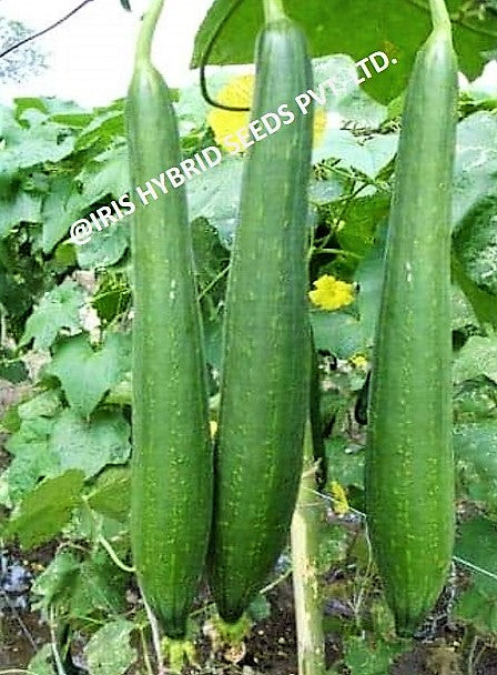 IRIS HYBRID SPONGE GOURD DELTA SEEDS F1