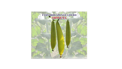 IRIS HYBRID VEGETABLE SEEDS F1 HYBRID SPONGE GOURD SHWETA