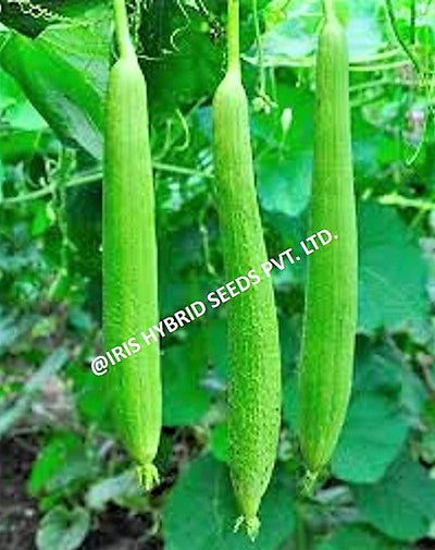 IRIS HYBRID VEGETABLE SEEDS F1 HYBRID SPONGE GOURD SHWETA