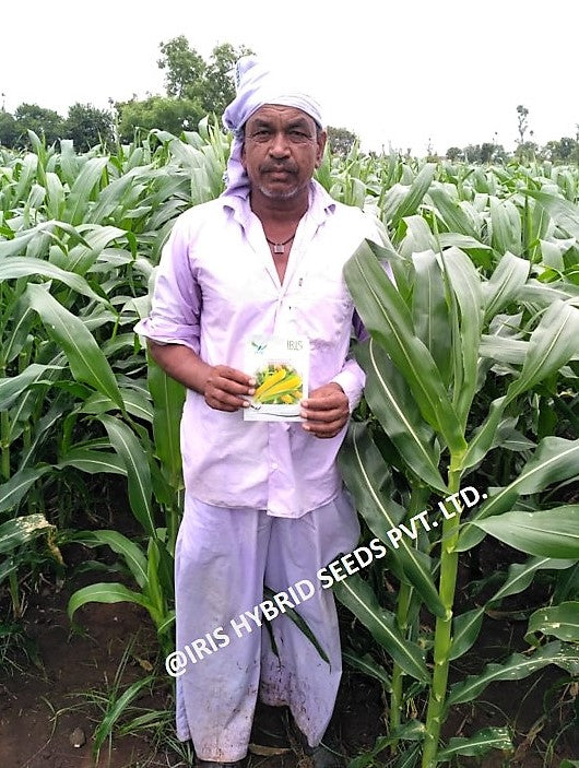 IRIS HYBRID VEGETABLE SEEDS F1 HYBRID SWEET CORN HONEYMAX