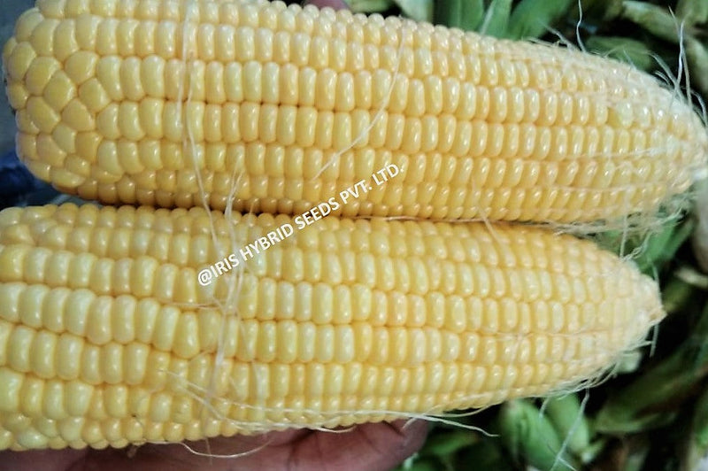 IRIS HYBRID VEGETABLE SEEDS F1 HYBRID SWEET CORN HONEYMAX