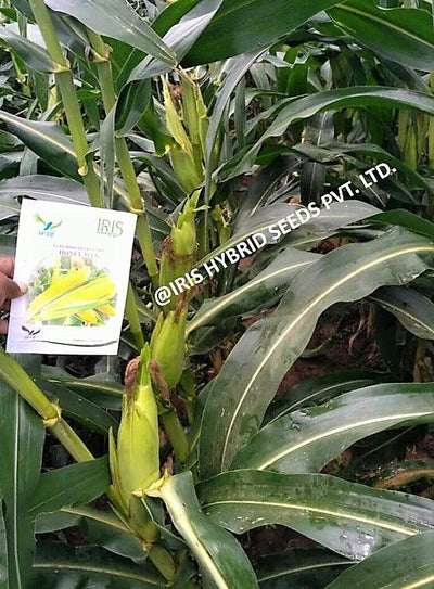 IRIS HYBRID VEGETABLE SEEDS F1 HYBRID SWEET CORN HONEYMAX