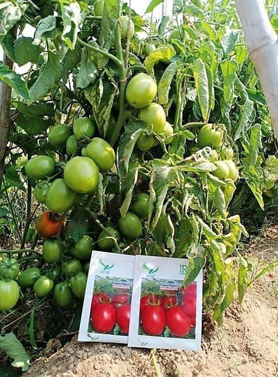 IRIS HYBRID VEGETABLE SEEDS F1 HYBRID TOMATO KALYANI