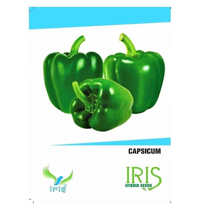 VEGETABLE SEEDS GREEN CAPSICUM