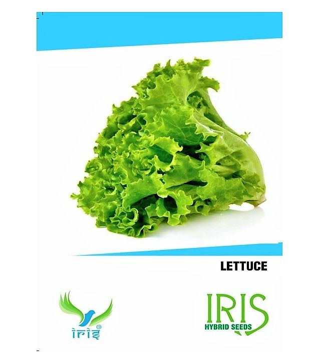 IRIS HYBRID VEGETABLE SEEDS LETTUCE