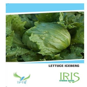 IRIS LETTUCE ICEBERG SEEDS