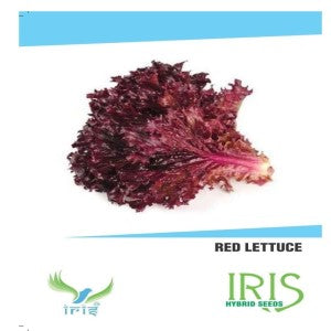 IRIS HYBRID VEGETABLE SEEDS LETTUCE RED