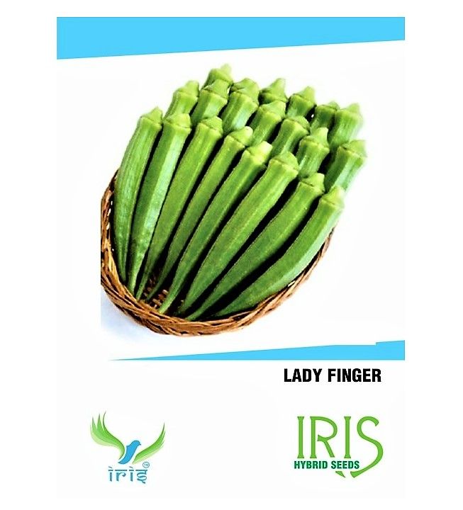 IRIS HYBRID OKRA SEEDS