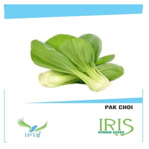 IRIS HYBRID VEGETABLE SEEDS PAK CHOI