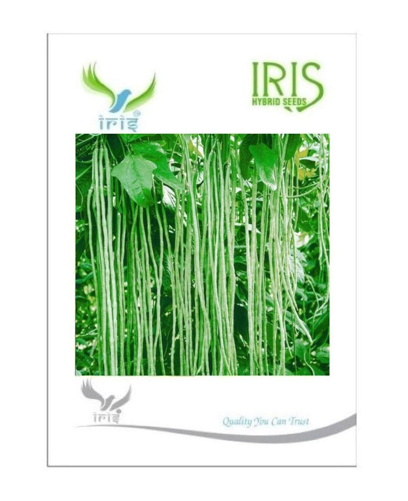 IRIS HYBRID VEGETABLE SEEDS YARDLONG BEANS