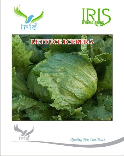 IRIS IMPORTED LETTUCE ICEBERG