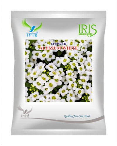 Iris Imported OP Alyssum White