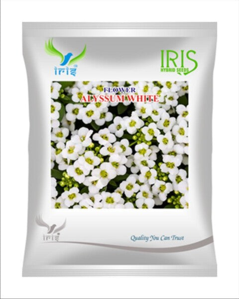 Iris Imported OP Alyssum White