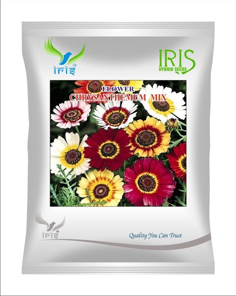 Iris Imported OP Chrysanthemum Carinatum Mix